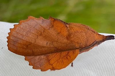 <i>Gastropacha quercifolia</i>