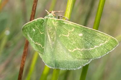 <i>Thetidia smaragdaria</i>