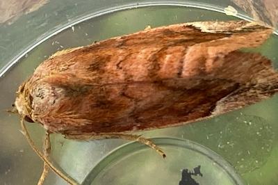 <i>Cosmia pyralina</i>