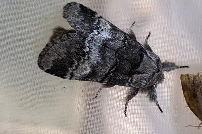 <i>Drymonia querna</i>