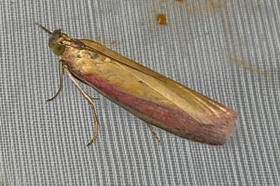 <i>Oncocera semirubella</i>
