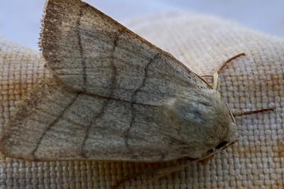 <i>Charanyca trigrammica</i>