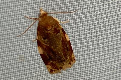 <i>Archips xylosteana</i>