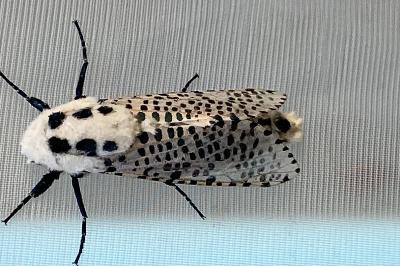 <i>Zeuzera pyrina</i>