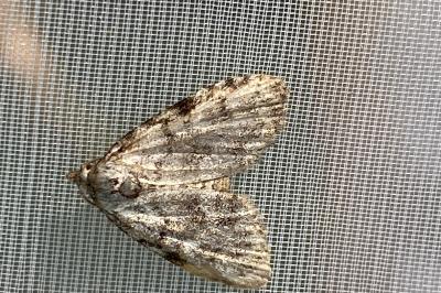 <i>Meganola strigula</i>