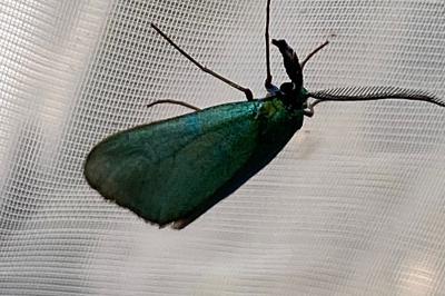 <i>Jordanita globulariae</i>