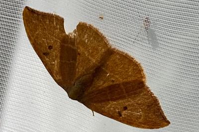 <i>Watsonalla binaria</i>