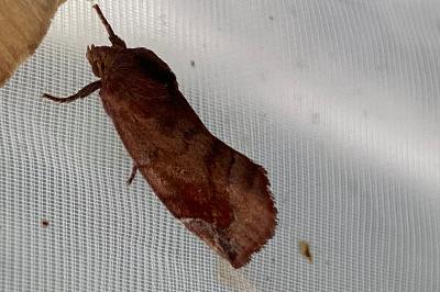 <i>Cosmia pyralina</i>