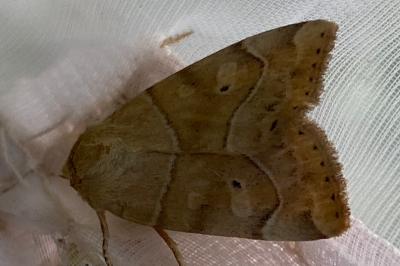 <i>Cosmia trapezina</i>