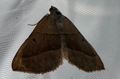 <i>Scotopteryx luridata/mucronata</i>