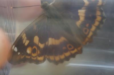 <i>Apatura ilia</i>
