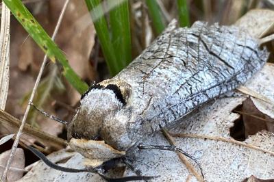 <i>Cossus cossus</i>