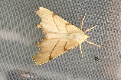 <i>Ennomos erosaria</i>