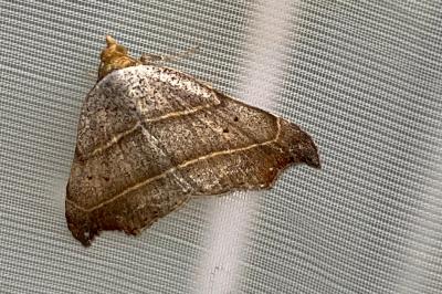 <i>Laspeyria flexula</i>