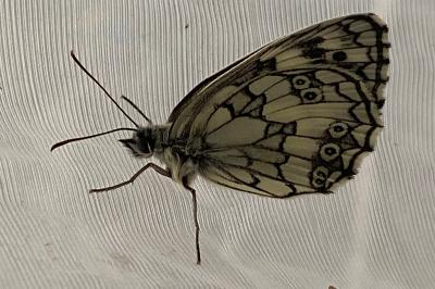 <i>Melanargia galathea</i>