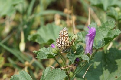 <i>Chiasmia clathrata</i>