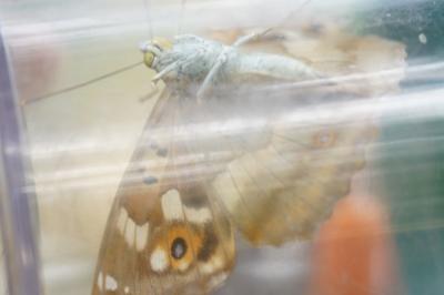 <i>Apatura ilia</i>
