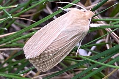 <i>Mythimna pallens</i>