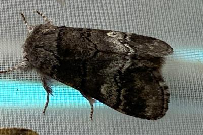 <i>Drymonia querna</i>