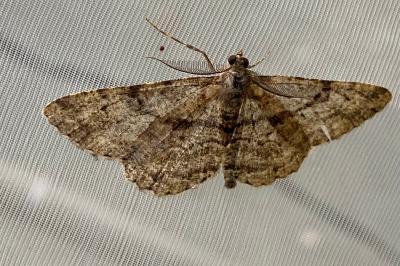 <i>Peribatodes rhomboidaria</i>