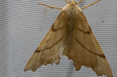<i>Ennomos erosaria</i>