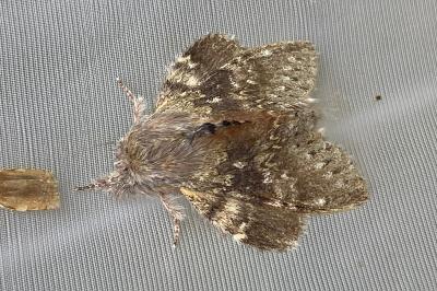 <i>Stauropus fagi</i>