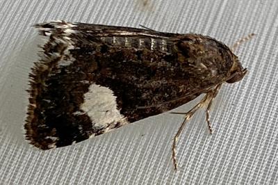 <i>Tyta luctuosa</i>