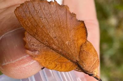 <i>Gastropacha quercifolia</i>