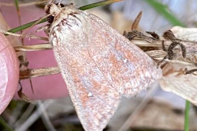 <i>Mythimna albipuncta</i>