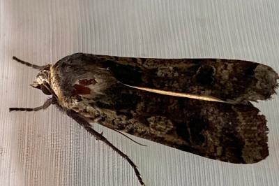 <i>Noctua pronuba</i>