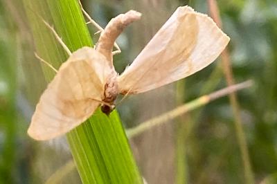 <i>Gandaritis pyraliata</i>