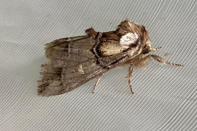 <i>Drymonia velitaris</i>
