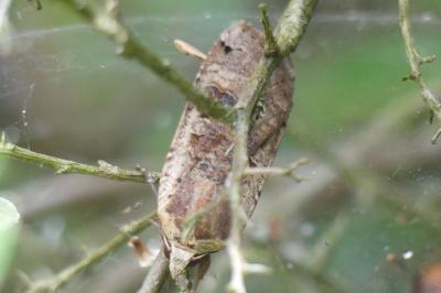 <i>Noctua pronuba</i>