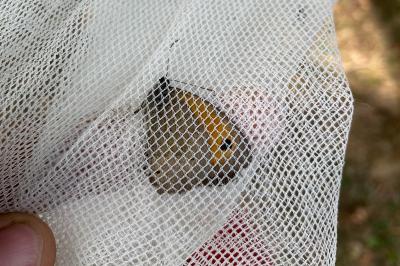 <i>Maniola jurtina</i>