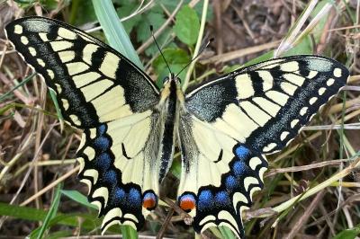 <i>Papilio machaon</i>