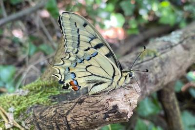 <i>Papilio machaon</i>