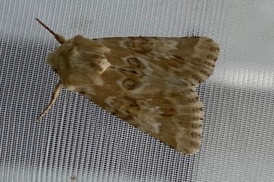 <i>Eremobia ochroleuca</i>