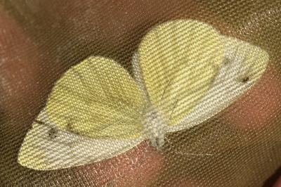 <i>Pieris napi</i>