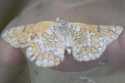 <i>Melitaea phoebe</i>