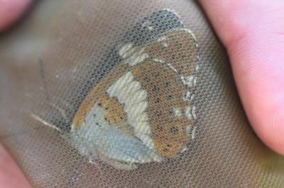 <i>Limenitis camilla</i>