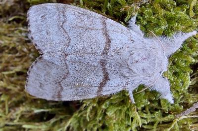 <i>Calliteara pudibunda</i>