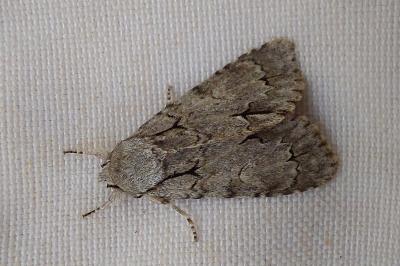 <i>Acronicta psi/tridens</i>