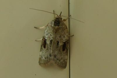 <i>Nycteola</i>