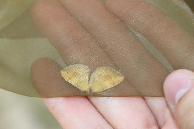 <i>Camptogramma bilineata</i>