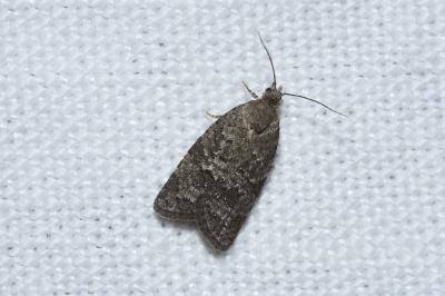 <i>Cnephasia</i>