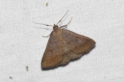 <i>Zanclognatha lunalis</i>