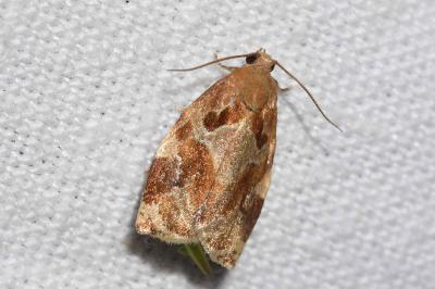 <i>Archips xylosteana</i>