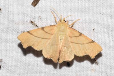 <i>Ennomos erosaria</i>