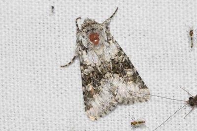 <i>Hecatera bicolorata</i>