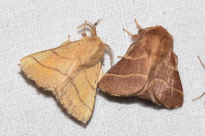 <i>Malacosoma neustria</i>